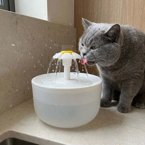 Grey British Shorthair cat drinking from the FreshFlow flower-top water fountain on a kitchen bench